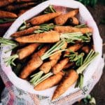 Comment bien semer la carotte dans son potager ? comment bien planter la carotte.jpg