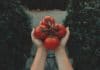 Quelles sont les variétés de tomates les plus précoces et hâtives ? variete de tomate precoce