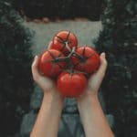 Quelles sont les variétés de tomates les plus précoces et hâtives ? variete de tomate precoce