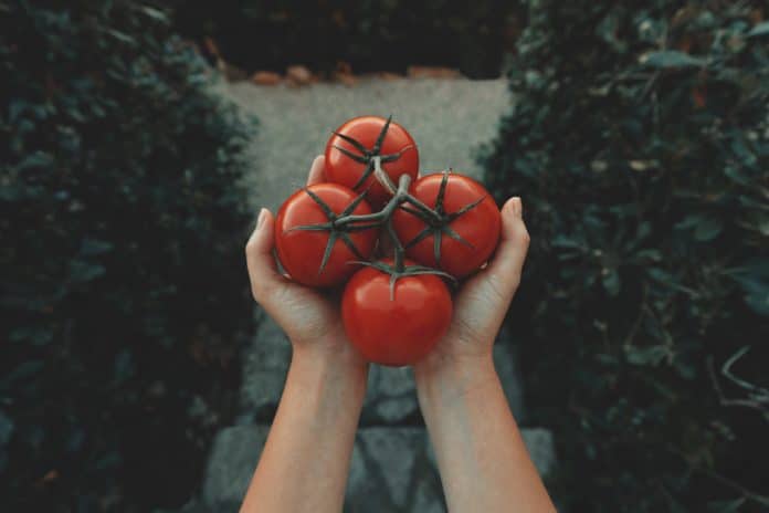 variete de tomate precoce
