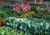 Comment bien associer ses légumes dans son potager bio ? associer ses légumes dans son potager