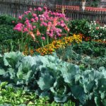 Comment bien associer ses légumes dans son potager bio ? associer ses légumes dans son potager