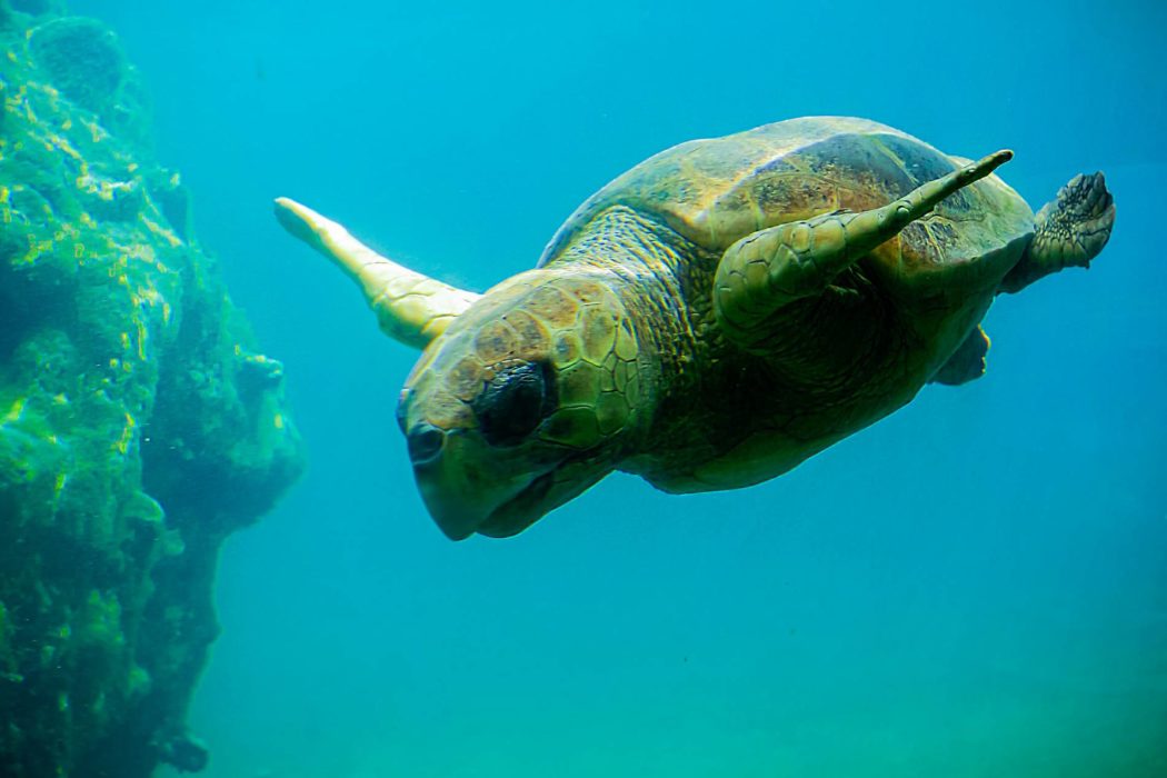 visuel-demenagez-sereinement-vers-la-reunion-avec-nos-astuces
