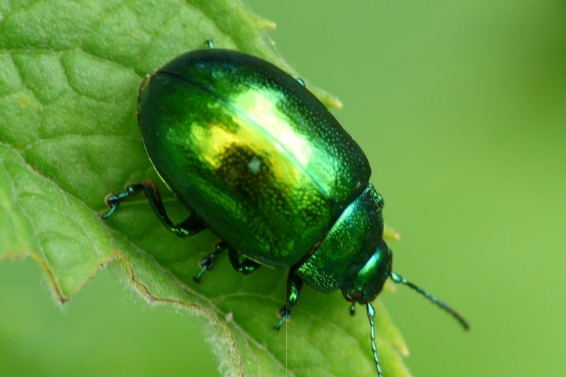 Coleoptere Gastrophyssa Viridula
