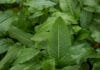 Comment se débarrasser du rumex de manière naturelle Comment se débarrasser du rumex de manière naturelle