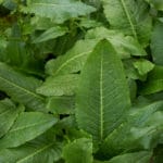 Comment se débarrasser du rumex de manière naturelle Comment se débarrasser du rumex de manière naturelle