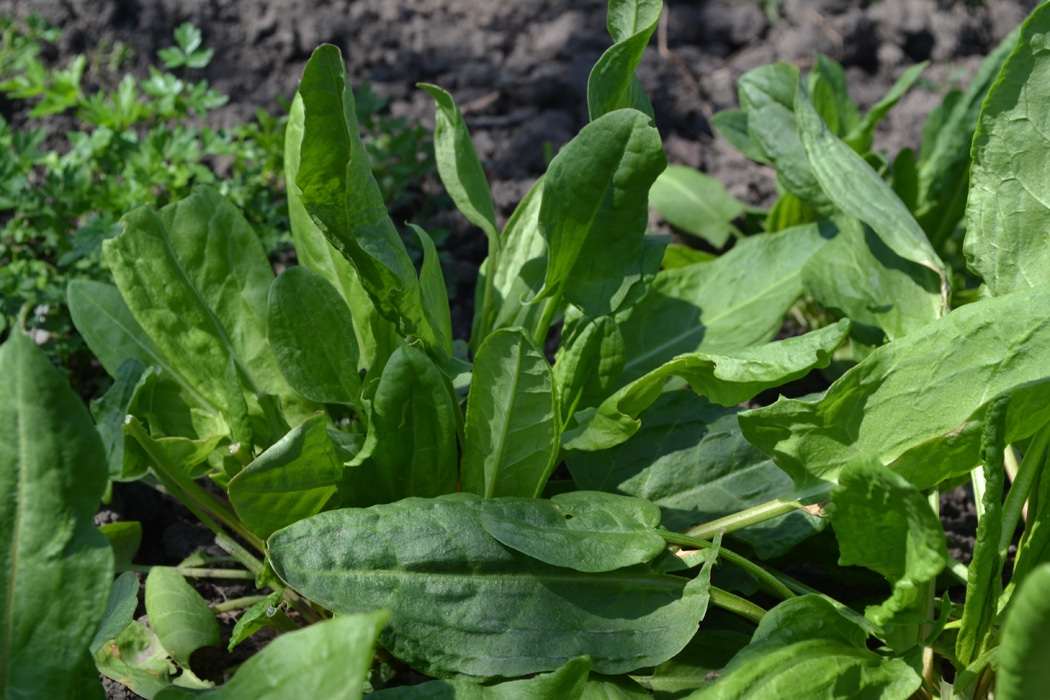 Comment se débarrasser du rumex de manière naturelle