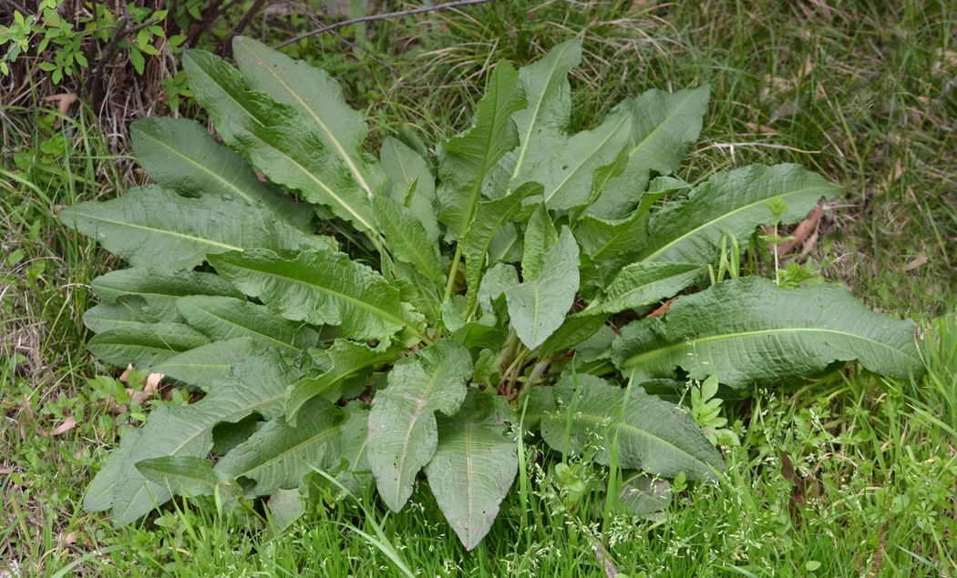 Comment se débarrasser du rumex de manière naturelle