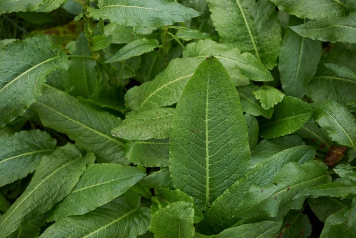 Comment se débarrasser du rumex de manière naturelle