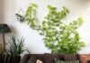 TOP 10 des plantes grimpantes pour l’intérieur de la maison