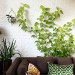 TOP 10 des plantes grimpantes pour l’intérieur de la maison