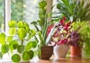 6 plantes d’intérieur increvables et faciles d’entretien plante intérieure increvable resistante