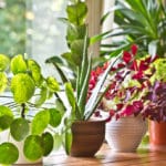 6 plantes d’intérieur increvables et faciles d’entretien plante intérieure increvable resistante
