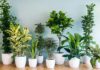 TOP 15 des plantes d’intérieur quand on a peu de lumière plantes d'intérieur pour peu de lumiere