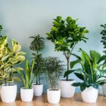 TOP 15 des plantes d’intérieur quand on a peu de lumière plantes d'intérieur pour peu de lumiere