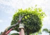 Peut-on obliger un voisin à couper ses arbres ? Peut-on obliger un voisin à couper ses arbres ?