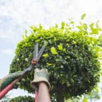 Peut-on obliger un voisin à couper ses arbres ? Peut-on obliger un voisin à couper ses arbres ?