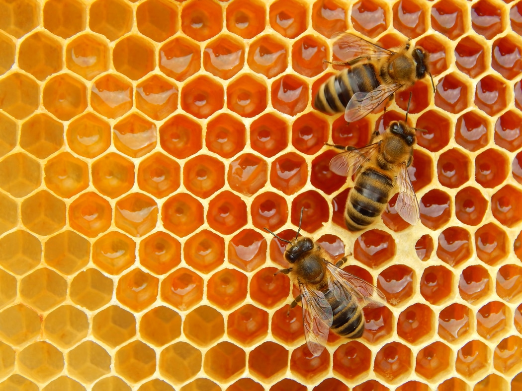 utiliser cire abeille pour la maison