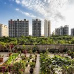 Des toits végétalisés pour des villes plus durables Des toits végétalisés pour des villes plus durables
