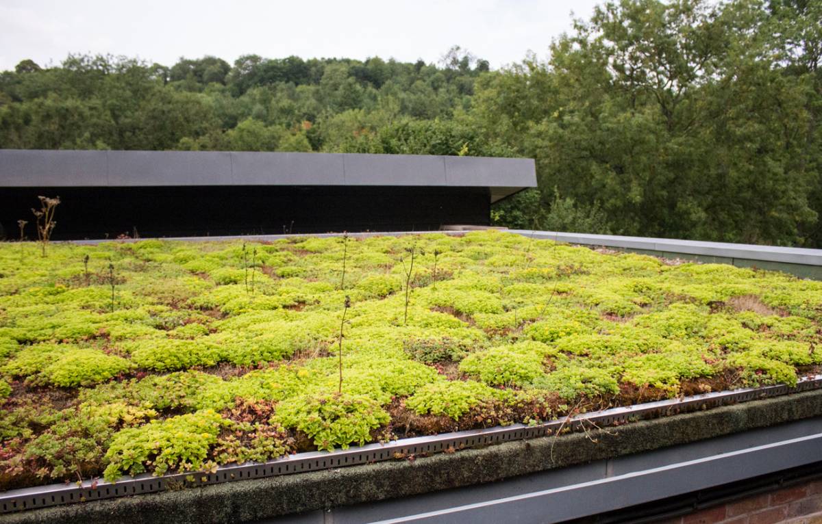 Des toits végétalisés pour des villes plus durables