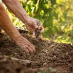 Comment éviter la fonte des semis? comment eviter la fonte des semis