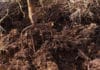 Fumier de cheval : comment bien l’utiliser au jardin? fumier de cheval