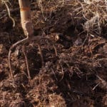 Fumier de cheval : comment bien l’utiliser au jardin? fumier de cheval