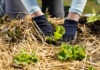 Les différents types de paillage pour potager : avantages et utilisation paillage jardin