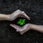 L’engrais vert pour son jardin : en quoi ça consiste? qu'est-ce que l'engrais vert