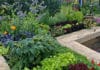 Quelles sont les fleurs indispensable au potager? fleurs indispensable au potager