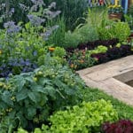 Quelles sont les fleurs indispensable au potager? fleurs indispensable au potager