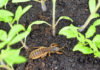 Les ravages de la courtilière au jardin, comment s’en débarrasser naturellement Les ravages de la courtilière au jardin, comment s'en débarrasser naturellement