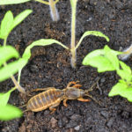 Les ravages de la courtilière au jardin, comment s’en débarrasser naturellement Les ravages de la courtilière au jardin, comment s'en débarrasser naturellement