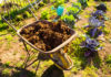 Potasse organique : son rôle pour le jardin Potasse organique son rôle pour le jardin