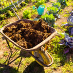 Potasse organique : son rôle pour le jardin Potasse organique son rôle pour le jardin