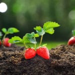 Quel est le meilleur engrais pour le fraisier? Quel est le meilleur engrais pour le fraisier