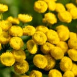 Tout savoir sur la tanaisie, ce répulsif naturel très efficace Tout savoir sur la tanaisie, ce répulsif naturel très efficace