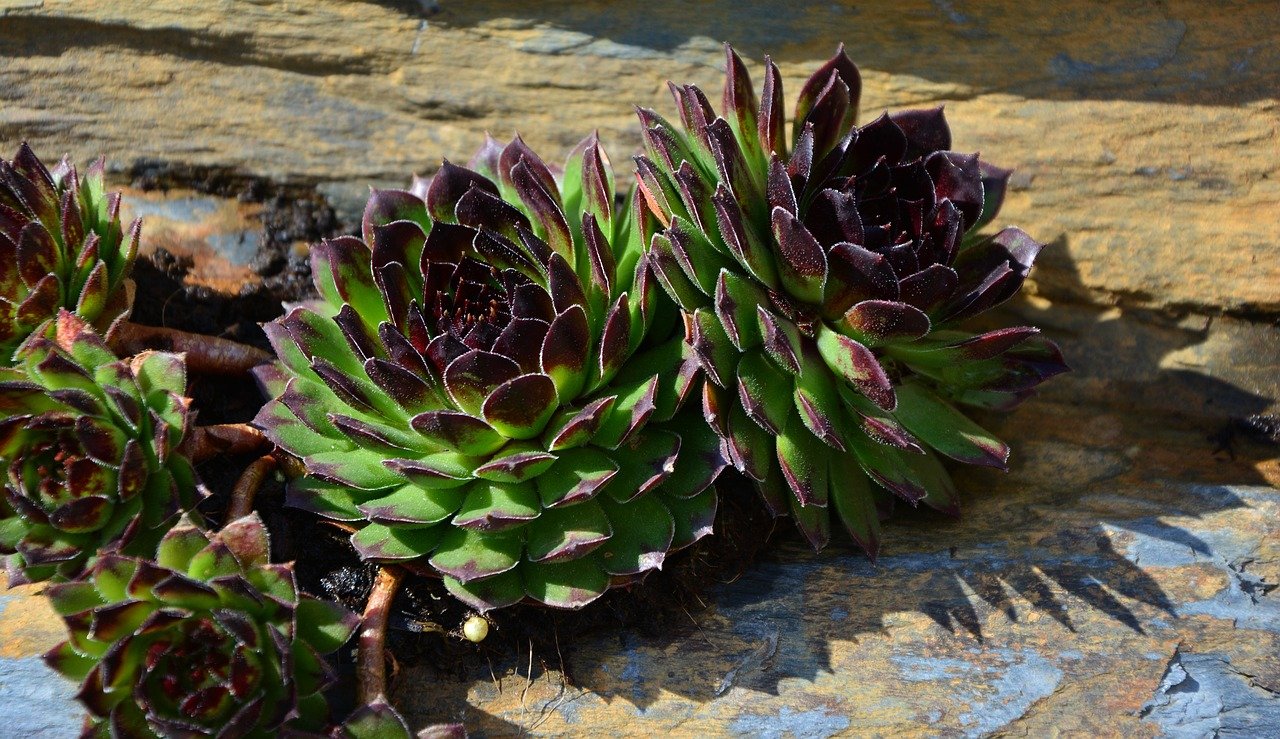 comment aménager un jardin de rocaille (1)