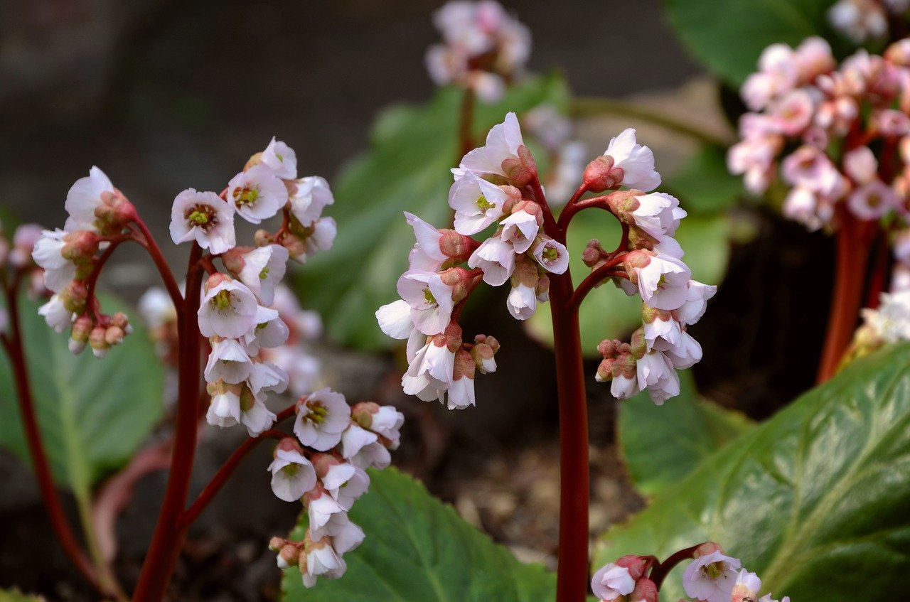 comment aménager un jardin de rocaille (1)