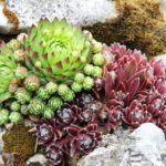 Tout savoir sur le jardin de rocaille : pierres, végétaux, aménagement comment aménager un jardin de rocaille (1)