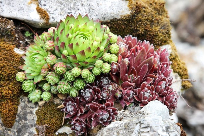 comment aménager un jardin de rocaille (1)