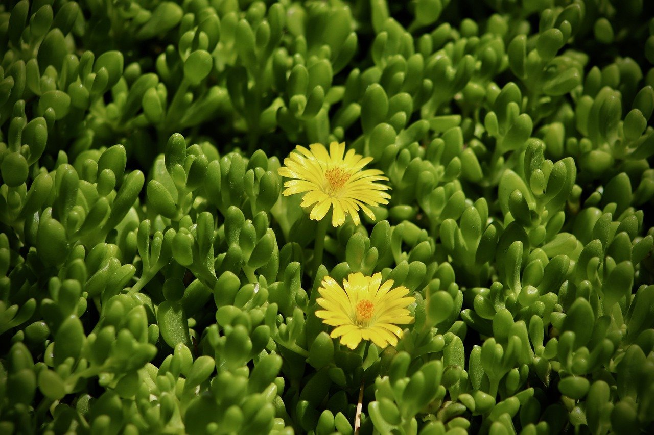 comment aménager un jardin de rocaille (1)