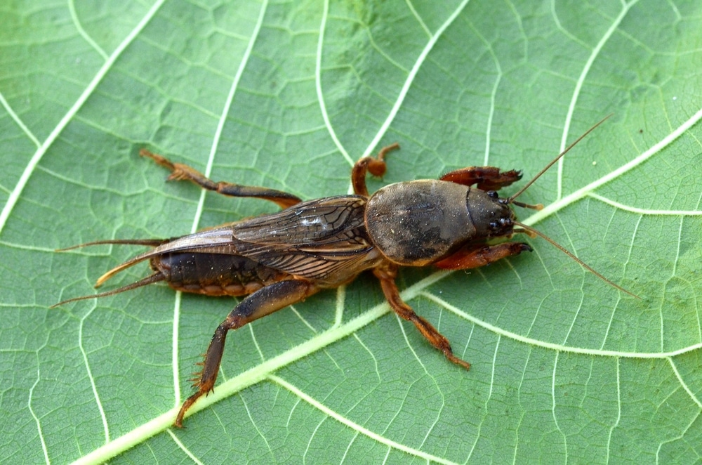 ravages courtilière