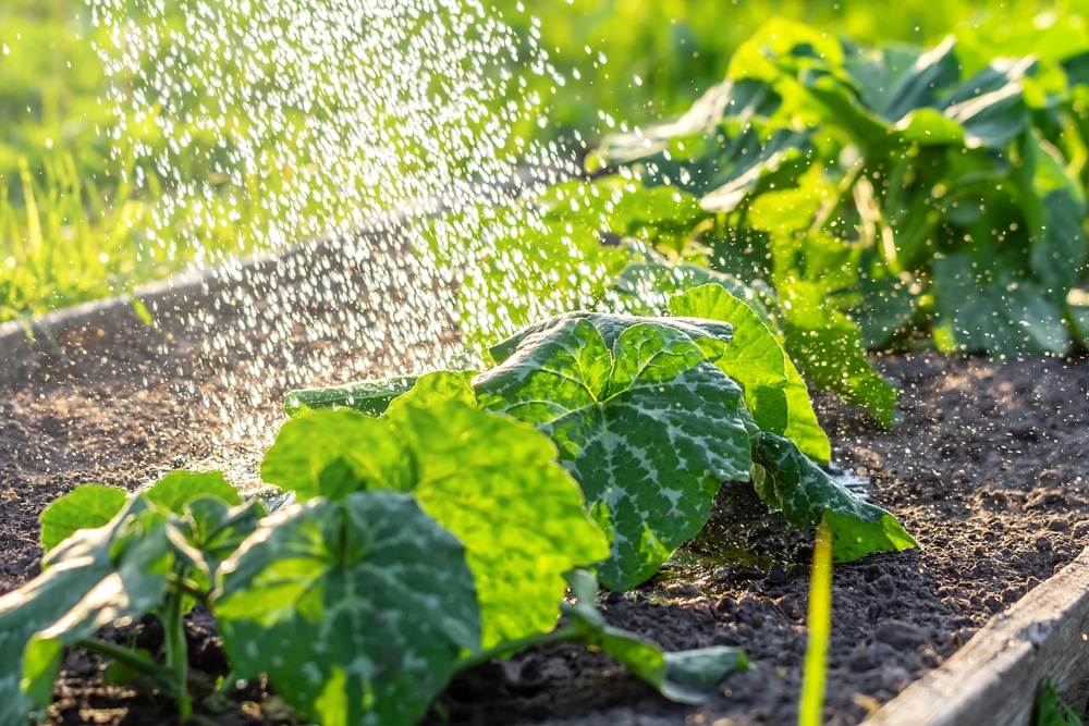 Arrosage automatique du jardin