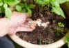 Les engrais naturels à faire soi-même Les engrais naturels à faire soi même
