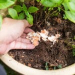Les engrais naturels à faire soi-même Les engrais naturels à faire soi même