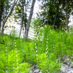Purin de prêle : comment l’utiliser au jardin, quelle décoction? Purin de prêle comment l'utiliser au jardin, quelle décoction