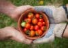 Quel engrais pour la tomate? Quel engrais pour la tomate