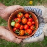 Quel engrais pour la tomate? Quel engrais pour la tomate