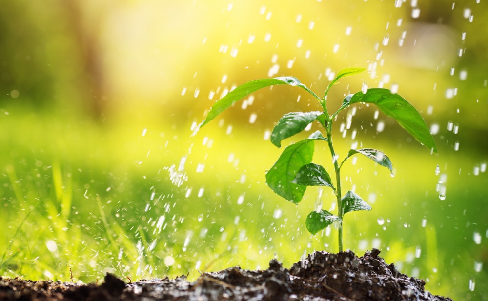 arrosage automatique potager et jardin